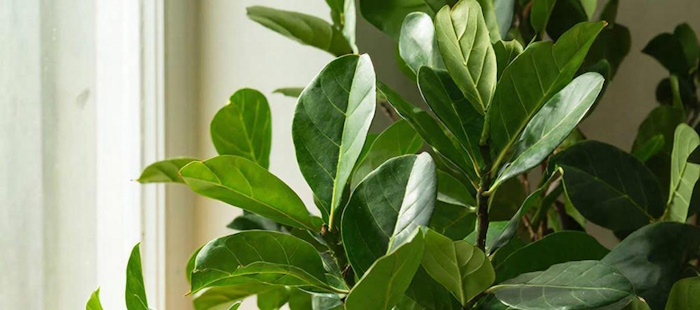 Фикус Бенджамина